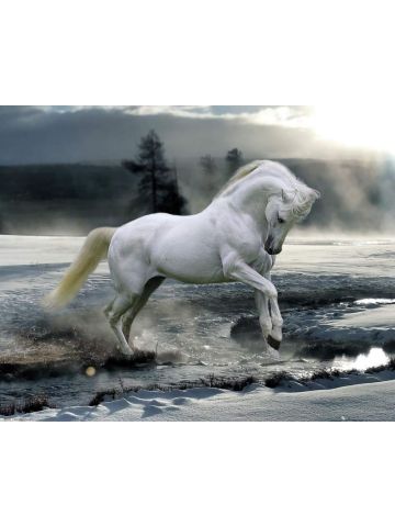 GB Eye, Bob Langrish, Horse Snow, Mini Poster 40x50cm